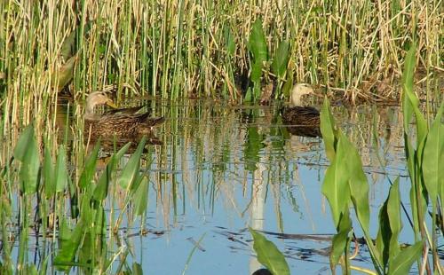 ducks in water